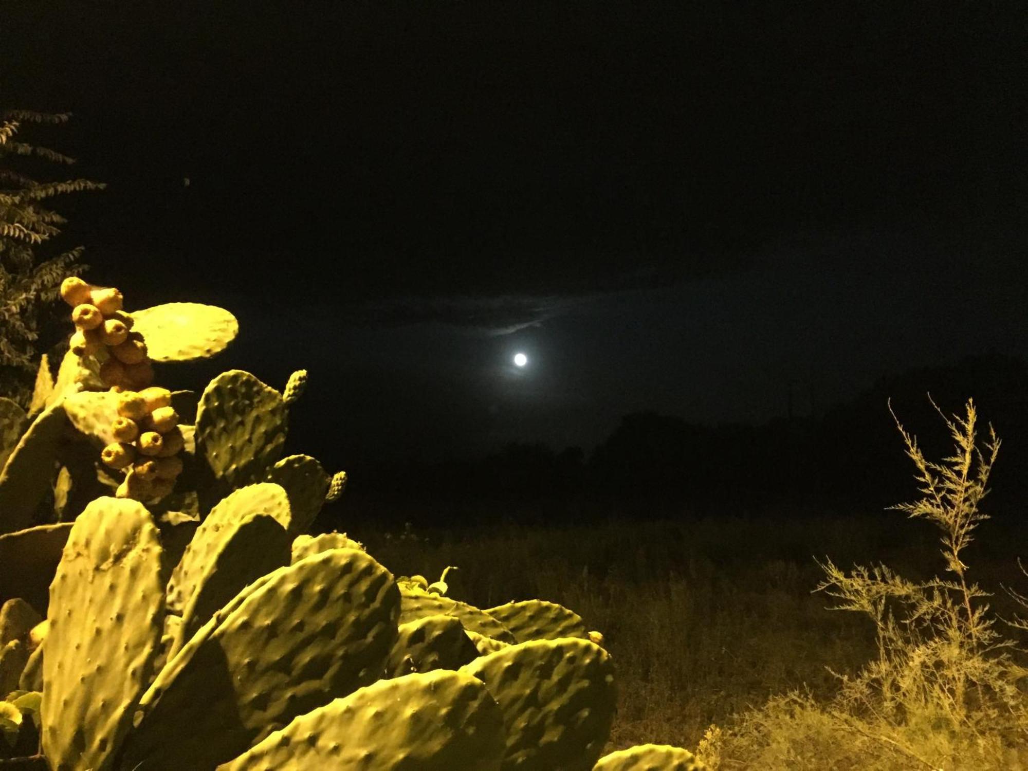 Il Pieddo Lejlighed Vico Del Gargano Eksteriør billede